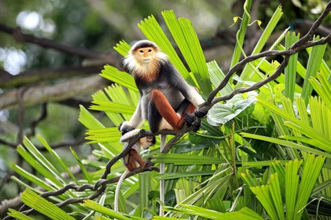 Red-shanked Douc (Pygathrix nemaeus) Langurs, female with young
