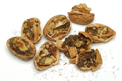 Walnuts (Juglans regia) with worm infestation, spoiled, inedible, maggot