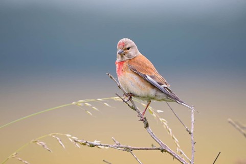 Blood linnet, male, Dingdener Heide nature reserve, North Rhine-Westphalia, Germany, Europe