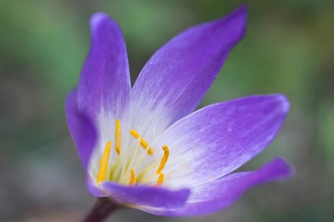 Autumn crocus (Colchicum speciosum), Emsland, Lower Saxony, Germany, Europe