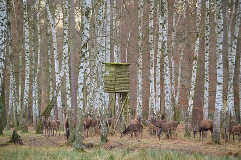 Hunting blind with red deer (Cervus elaphus), pack in birch forest, Hessen, Germany, Europe