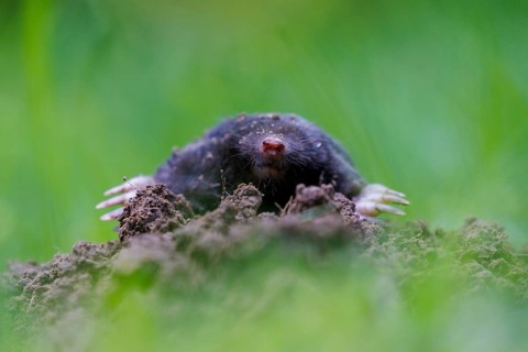European mole (Talpa europaea), Germany, Europe