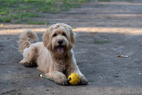 Dog with yellow labradoodle (Mini Goldendoodle), mixed breed of Golden Retriever and Miniature