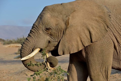 Desert elephant, African elephant (Loxodonta africana) feeding, dry riverbed of the Huab,