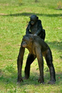 Bonobo (Pan paniscus), female with young on her back, Lola ya Bonobo Sanctuary, Kimwenza, Mont