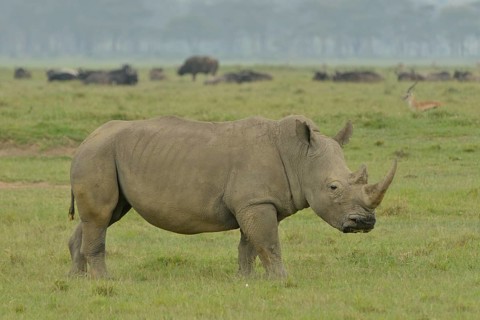 White Rhinoceros or Square-lipped Rhinoceros (Ceratotherium simum), Lake Nakuru National Park, near