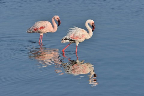 Lesser Flamingo (Phoenicopterus minor), two flamingoes wading in Lake Nakuru, Lake Nakuru National