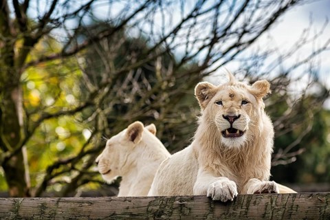 White lions (Panthera leo), pair, male pleading, colour mutation, leucism, portrait, captive,