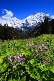 Meadow cranesbill, in front of Mönch, 4107 m, and Jungfrau, 4158 m, Bernese Oberland, Switzerland,