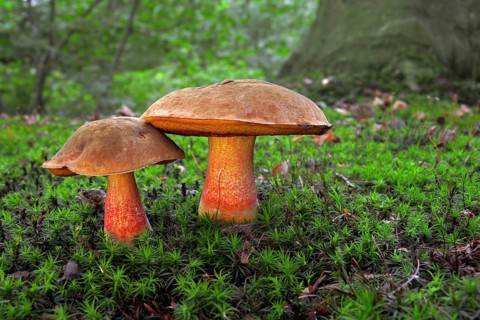 Dotted stem bolete (Boletus luridiformis)