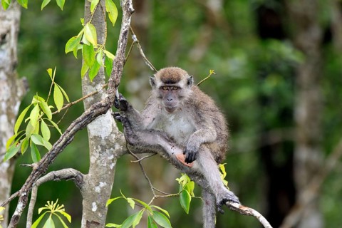Long-tailed macaque, subadult, Labuk Bay, Sabah, Borneo (Macaca facicularis), crab-eating macaque,