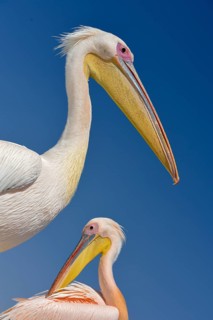 Great white pelicans (Pelecanus onocrotalus) at Pelican Point, Walfish Bay, Erongo region, Namibia,
