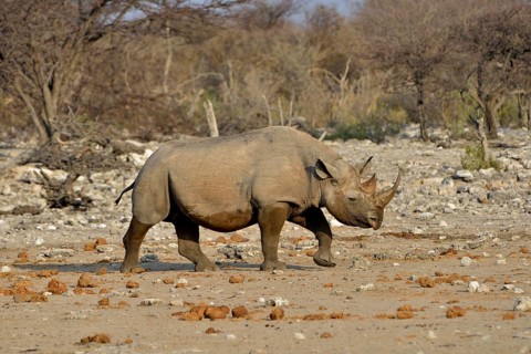 Hook-lipped rhinoceros or Black rhinoceros (Diceros bicornis), Chudop, Etosha National Park,