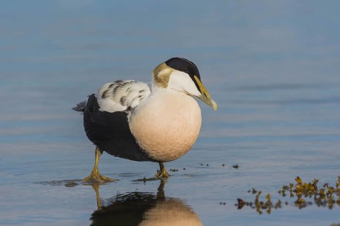 Common eider (Somateria mollissima), drake stands in the water, Öland Island, Sweden, Europe