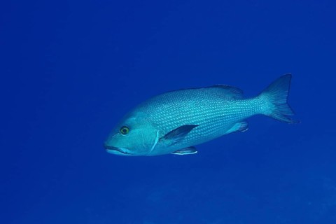 Two-spot red snapper (Lutjanus bohar), dive site St. Johns Reef, Red Sea, Egypt, Africa