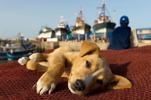 Morocco, Young dog at the harbour in Essaouira, Africa