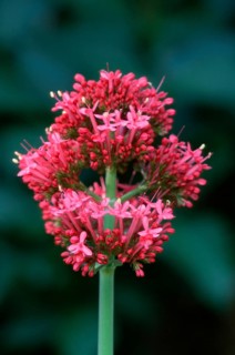 Red list of latin and greek words commonly used in systematic names (Centranthus red valerian
