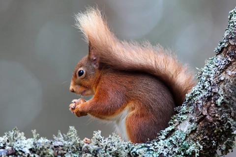 Eurasian red squirrel ( Sciurus vulgaris) , side, Cairngorms National Park, Scotland, United