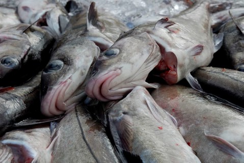 Freshly caught and gutted Atlantic cod (Gadus morhua), Cod, Iceland, Europe