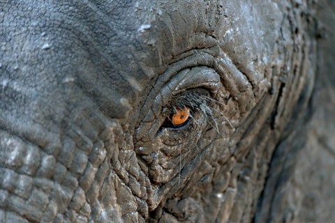 African bush elephant (Loxodohnta africana), eye, Mana Pools National Park, Mashonaland West,