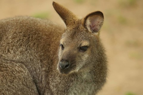 Red-necked wallaby (Macropus rufogriseus), portrait, wallabies, wallabia, wallaby, kangaroos,