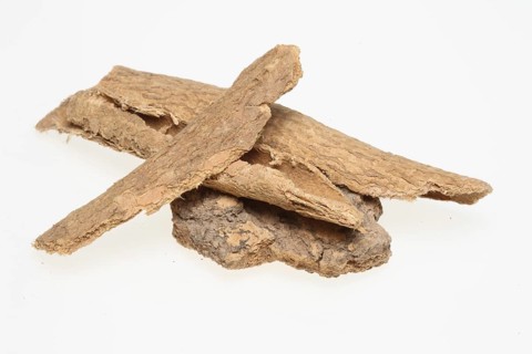 Bark of the god tree of heaven (Ailanthus altissima), medicinal plant of Chinese medicine