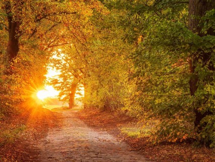 Avenue of lime trees with cobblestones in autumn at sunset, Uckermark, Brandenburg, Germany, Europe