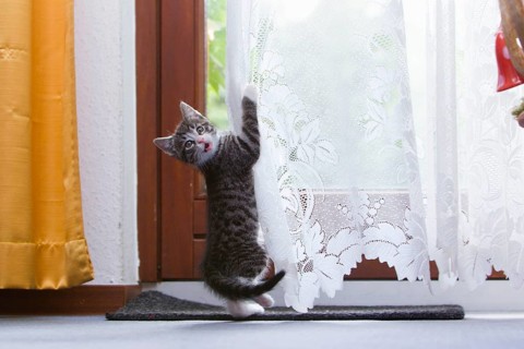 House cat, kitten plays with curtain, mackerel