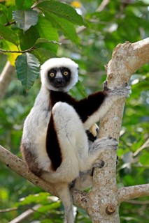 Coquerel's sifaka (Propithecus verreauxi coquereli), Madagascar, Africa