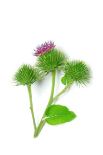 Big burdock (Arctium lappa)