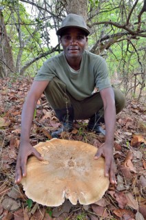 Man presenting giant mushroom Termitomyces titanicus, largest agaric, edible mushroom, Kasanka