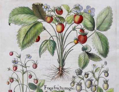 Strawberries (Fragaria), hand-coloured copper engraving by Basilius Besler, from Hortus