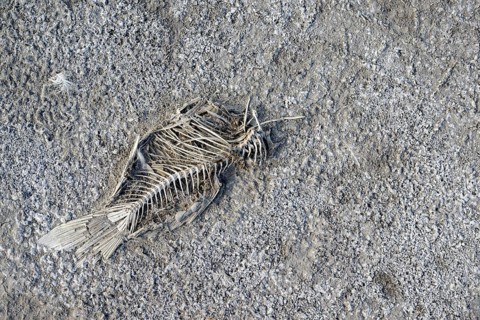 Dead fish, heavily dried out Darscho or Warmsee, Lake Neusiedl-Seewinkel National Park, Burgenland,
