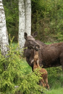 Elk (Alces alces) female with approx. 3-week-old calf, southern Sweden, Scandinavia