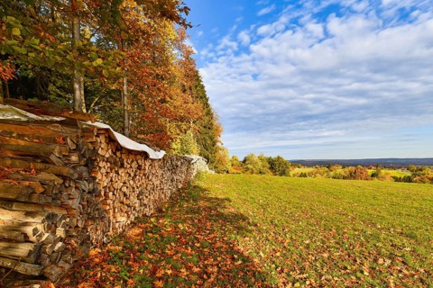 Dried firewood on a meadow at edge of German Odenwald forest with colorful autumn leaves