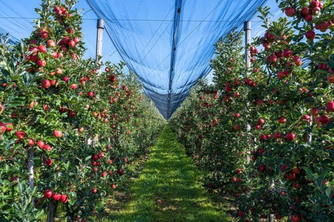 Apple orchard with apples ripe for harvesting and hail protection net, Bodman-Ludwigshafen,