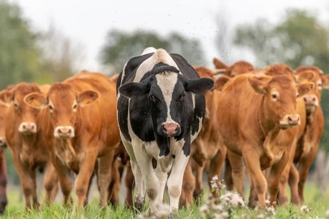 Herd of cows in pasture at end of summer. Alsace, France, Europe