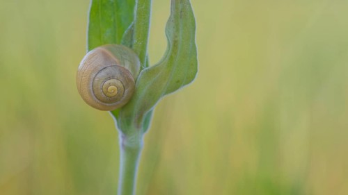 Close-up, Carthusian snail (Monacha cartusiana), Neustadt am Rübenberge, Germany, Europe