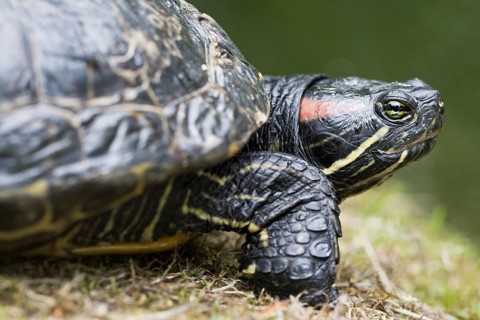 Red-eared slider (Trachemys scripta elegans), Emsland, Lower Saxony, Germany, Europe
