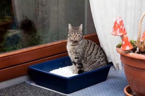 House cat in litter box, mackerel, cat toilet
