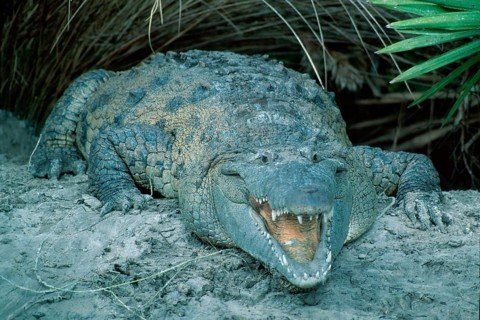 American Crocodile (Crocodylus acutus), Florida, USA, dangerous, North America