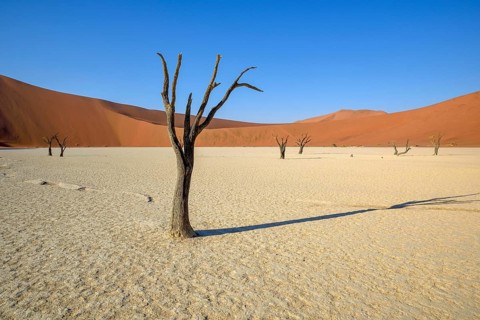 Dead camelthorn trees (Acacia erioloba) in Deadvlei, Namib Desert, Namib-Naukluft National Park,