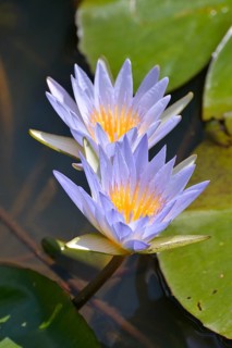 Blue Egyptian Water Lilies or Sacred Blue Lilies (Nymphaea caerulea), South Luangwa National Park,