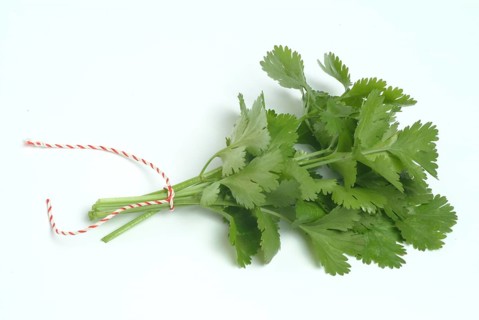 Leaf (umbelliferae) coriander (Coriandrum sativum), coriander, true coriander, plant species in the