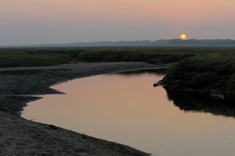 Tidal creek in salt marsh, De Slufter nature reserve, Texel island, North Holland, Netherlands