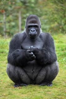 Western Gorilla, male (Gorilla gorilla gorilla), silverback