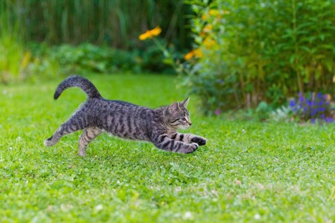 House cat, kitten, tabby