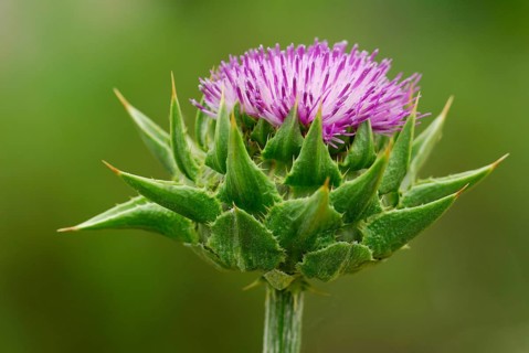 Silybum marianum (Silybum marianum, Carduus marianus) (Silybum marianum