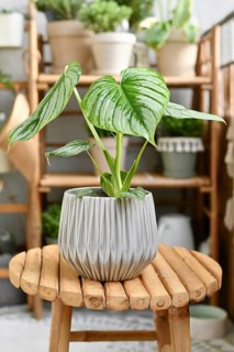 Tropical 'Philodendron Mamei' houseplant with silver pattern in flower pot on wooden table