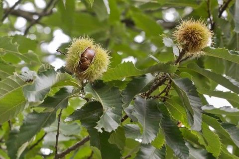 Sweet chestnut (Castanea sativa), Lower Saxony, Germany, Europe
